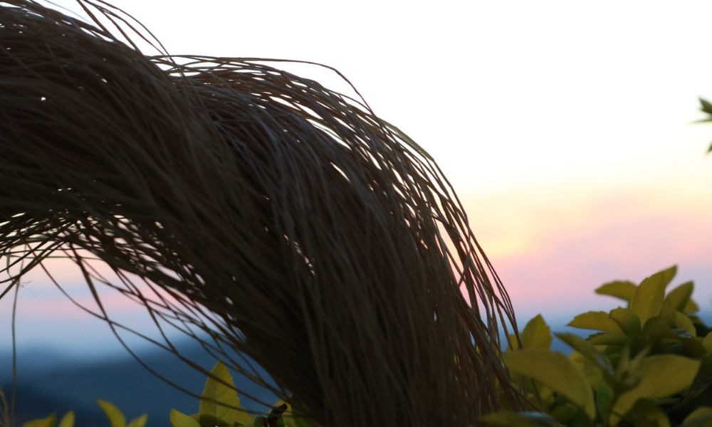 Fibra natural de burití al atardecer, símbolo de sostenibilidad y elegancia en las eco-joyas de Purplêe Store