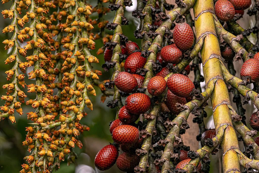 Buriti: The Tree of Life - Purplee Store